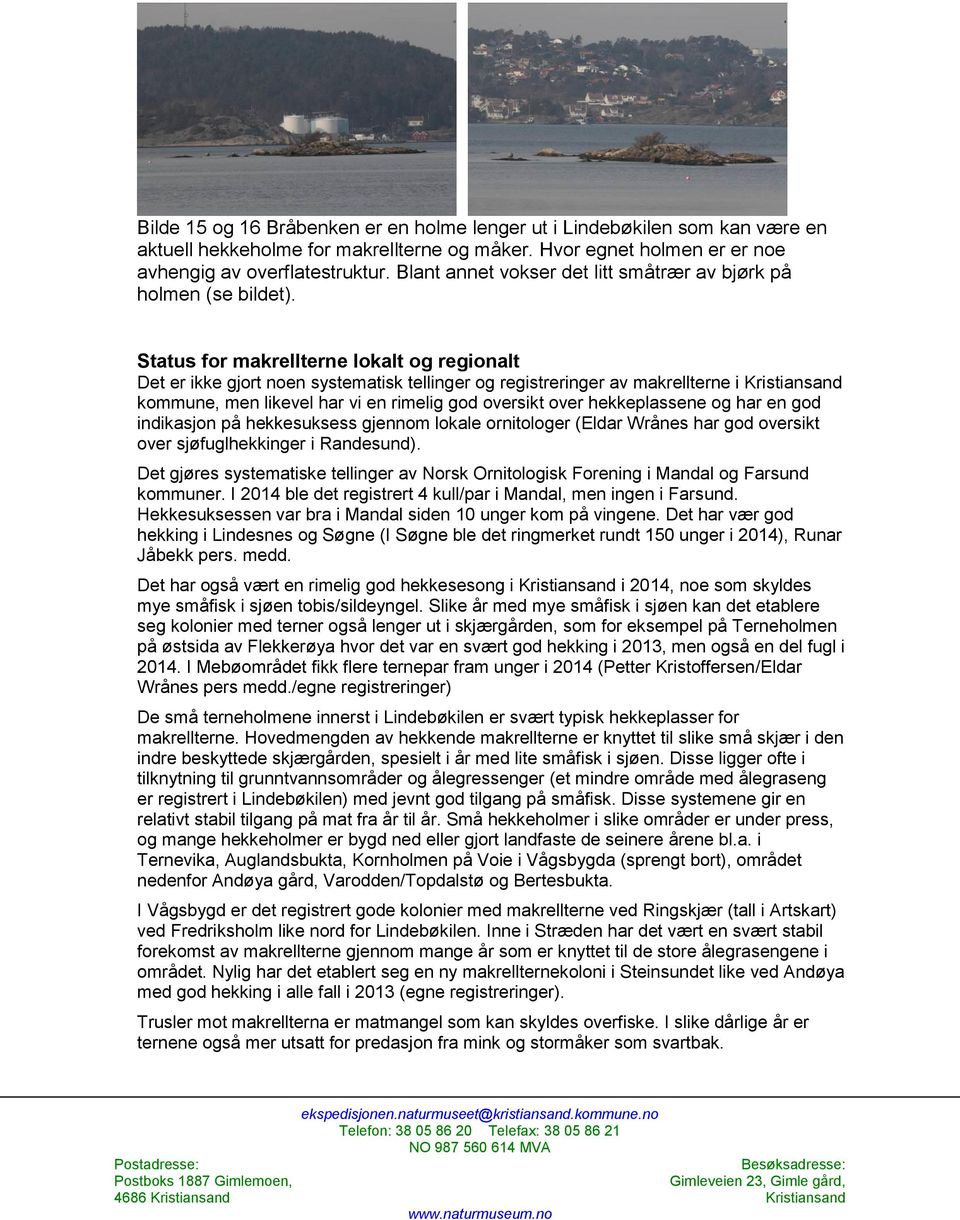 Status for makrellterne lokalt og regionalt Det er ikke gjort noen systematisk tellinger og registreringer av makrellterne i Kristiansand kommune, men likevel har vi en rimelig god oversikt over