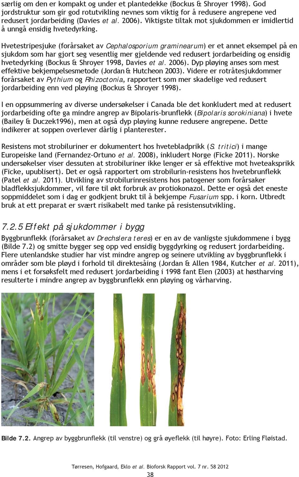 Hvetestripesjuke (forårsaket av Cephalosporium graminearum) er et annet eksempel på en sjukdom som har gjort seg vesentlig mer gjeldende ved redusert jordarbeiding og ensidig hvetedyrking (Bockus &