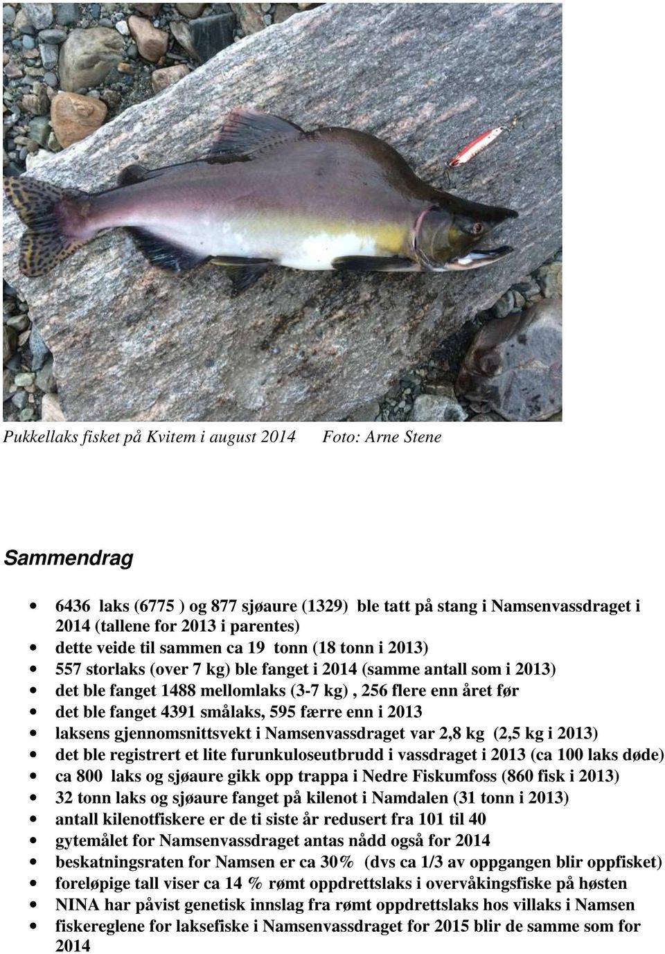 595 færre enn i 2013 laksens gjennomsnittsvekt i Namsenvassdraget var 2,8 kg (2,5 kg i 2013) det ble registrert et lite furunkuloseutbrudd i vassdraget i 2013 (ca 100 laks døde) ca 800 laks og