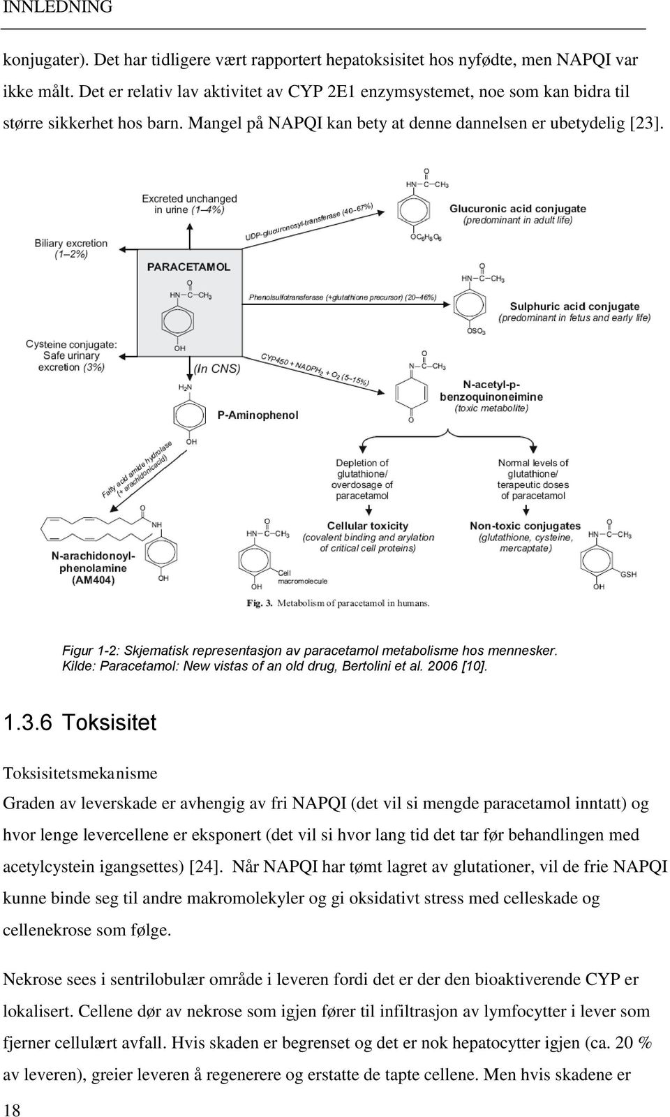 Figur 1-2: Skjematisk representasjon av paracetamol metabolisme hos mennesker. Kilde: Paracetamol: New vistas of an old drug, Bertolini et al. 2006 [10]. 1.3.