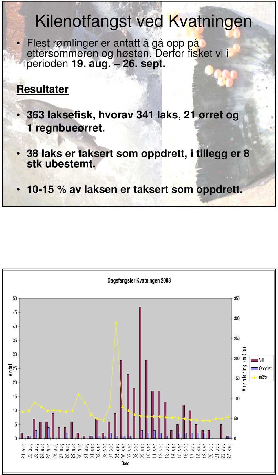 10-15 % av laksen er taksert som oppdrett.