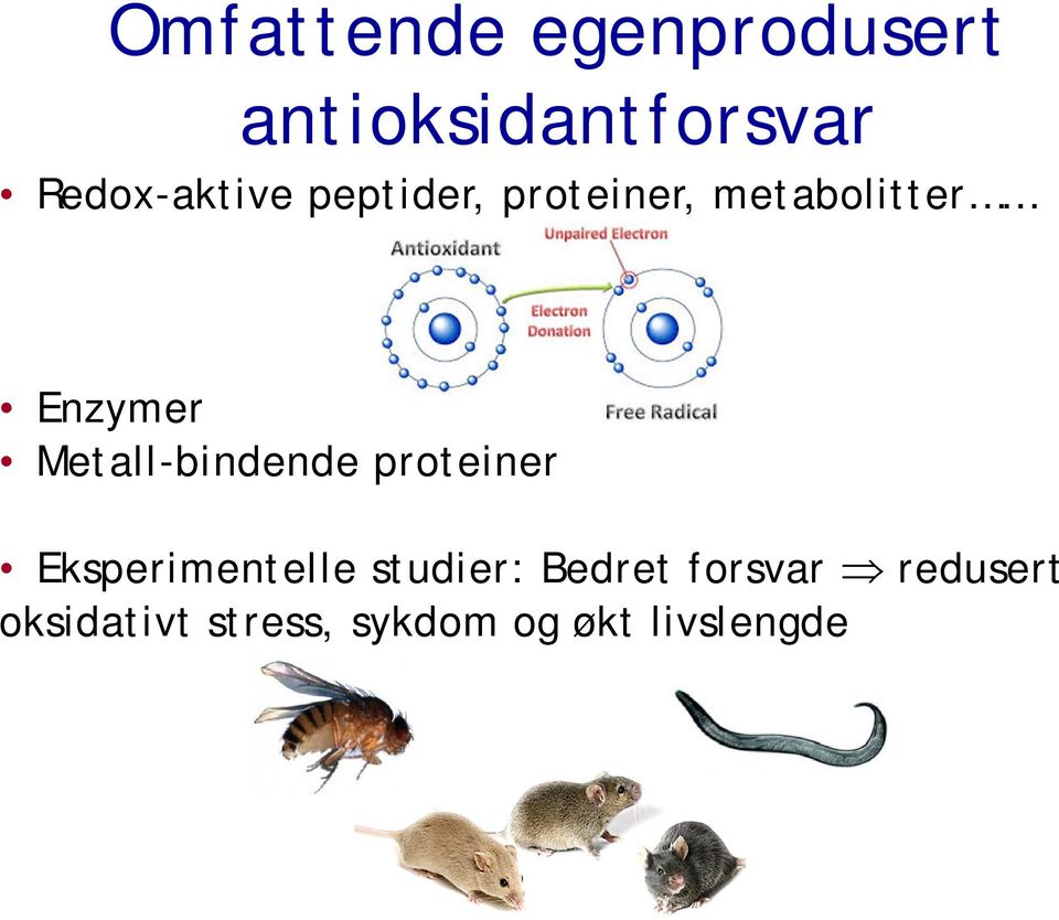 Metall-bindende proteiner Eksperimentelle studier: