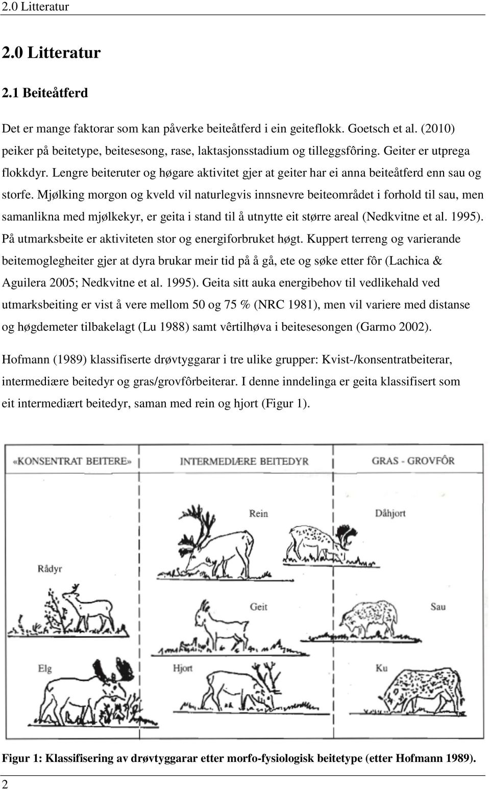 Lengre beiteruter og høgare aktivitet gjer at geiter har ei anna beiteåtferd enn sau og storfe.