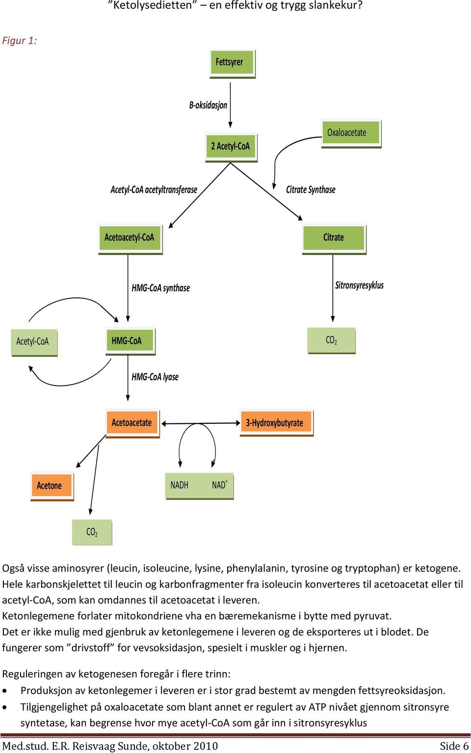 Hele karbonskjelettet til leucin og karbonfragmenter fra isoleucin konverteres til acetoacetat eller til acetyl-coa, som kan omdannes til acetoacetat i leveren.