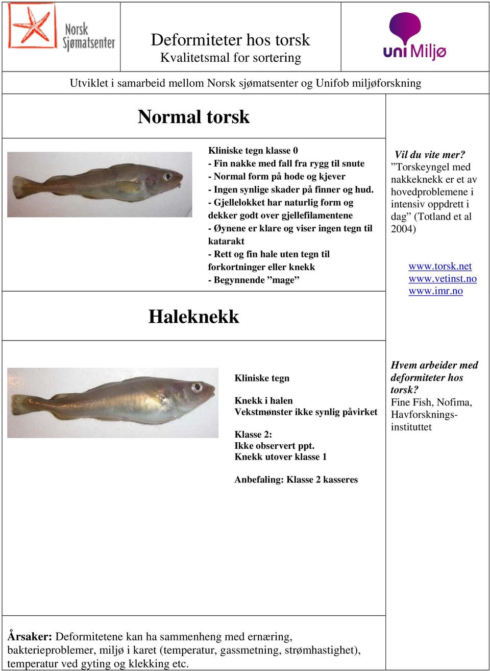 - Gjellelokket har naturlig form og dekker godt over gjellefilamentene - Øynene er klare og viser ingen tegn til katarakt - Rett og fin hale uten tegn til forkortninger eller knekk - Begynnende mage