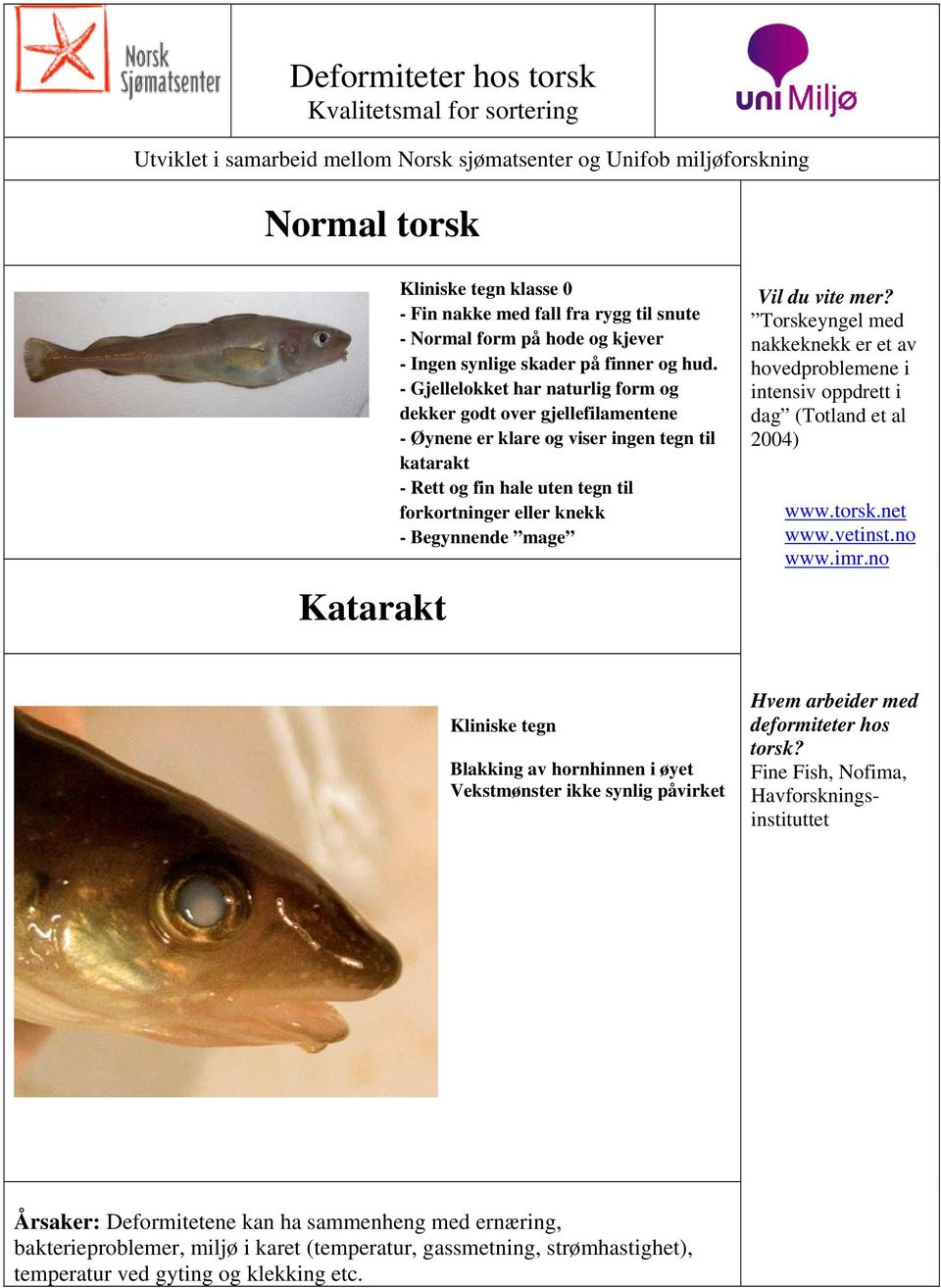 - Gjellelokket har naturlig form og dekker godt over gjellefilamentene - Øynene er klare og viser ingen tegn til katarakt - Rett og fin hale uten tegn til forkortninger eller knekk - Begynnende mage