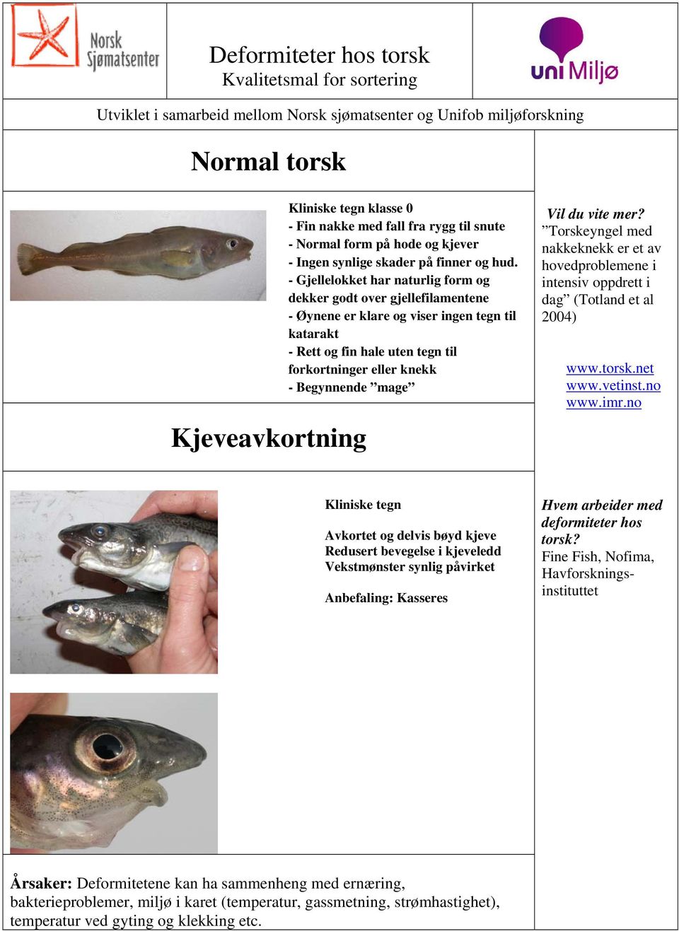 - Gjellelokket har naturlig form og dekker godt over gjellefilamentene - Øynene er klare og viser ingen tegn til katarakt - Rett og fin hale uten tegn til forkortninger eller knekk - Begynnende mage