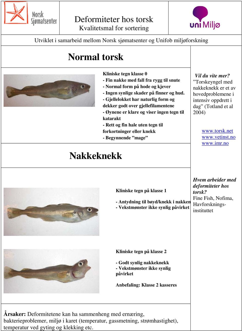 - Gjellelokket har naturlig form og dekker godt over gjellefilamentene - Øynene er klare og viser ingen tegn til katarakt - Rett og fin hale uten tegn til forkortninger eller knekk - Begynnende mage