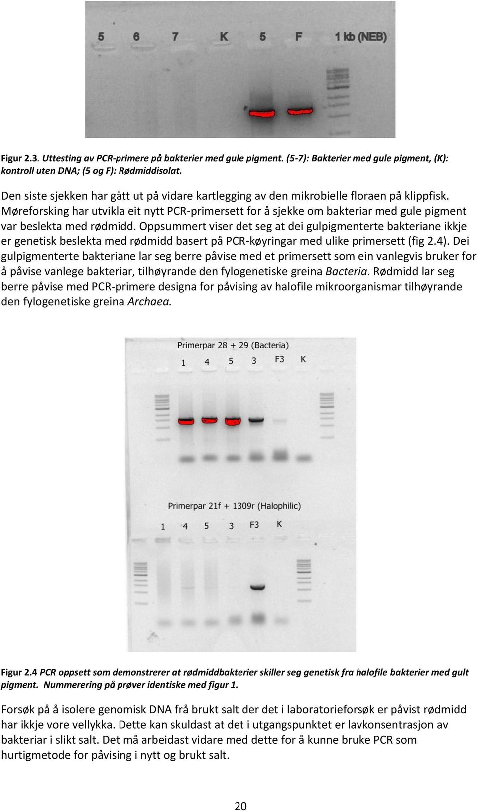 Møreforsking har utvikla eit nytt PCR-primersett for å sjekke om bakteriar med gule pigment var beslekta med rødmidd.