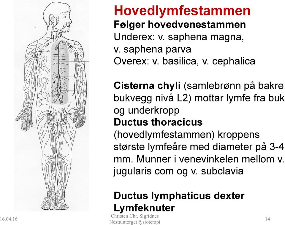 cephalica Cisterna chyli (samlebrønn på bakre bukvegg nivå L2) mottar lymfe fra buk og underkropp