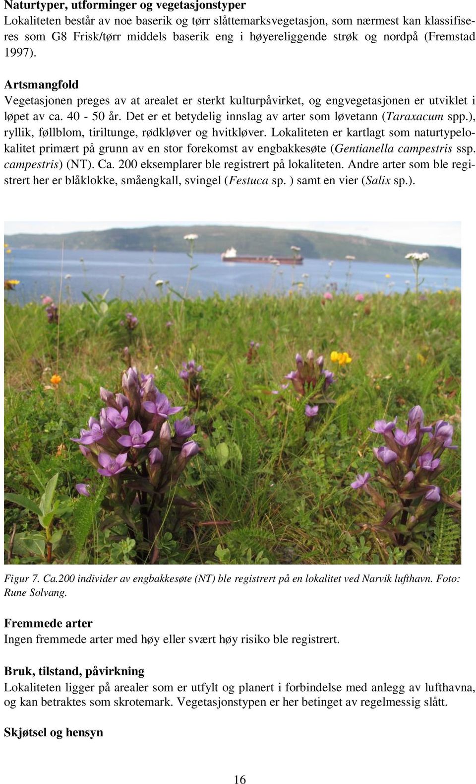 Det er et betydelig innslag av arter som løvetann (Taraxacum spp.), ryllik, føllblom, tiriltunge, rødkløver og hvitkløver.