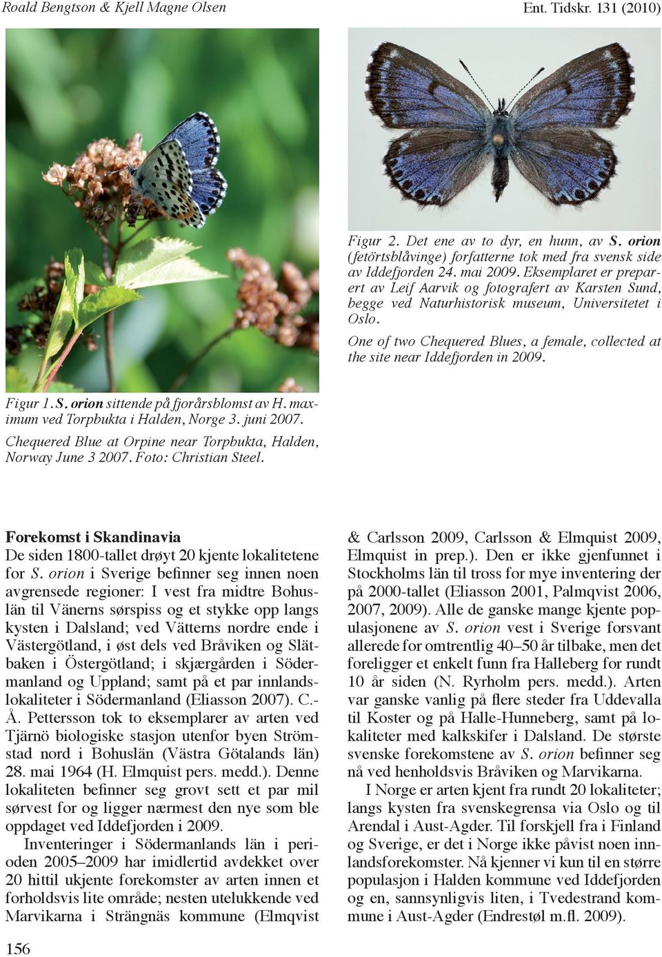 One of two Chequered Blues, a female, collected at the site near Iddefjorden in 2009. Figur 1. S. orion sittende på fjorårsblomst av H. maximum ved Torpbukta i Halden, Norge 3. juni 2007.