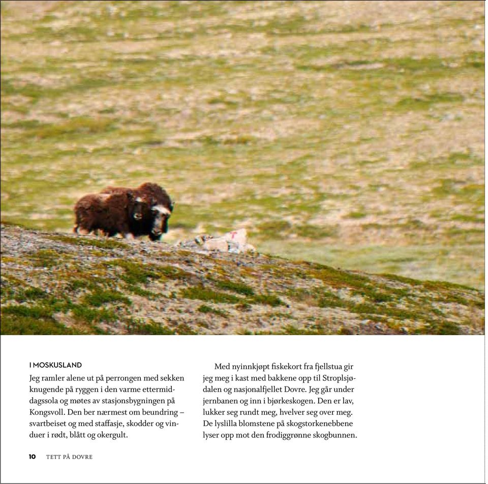 Med nyinnkjøpt fiskekort fra fjellstua gir jeg meg i kast med bakkene opp til Stroplsjødalen og nasjonalfjellet Dovre.