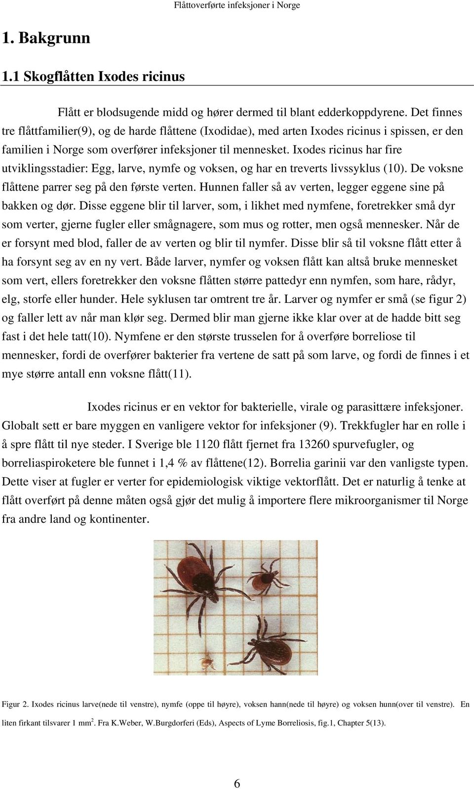 Ixodes ricinus har fire utviklingsstadier: Egg, larve, nymfe og voksen, og har en treverts livssyklus (10). De voksne flåttene parrer seg på den første verten.