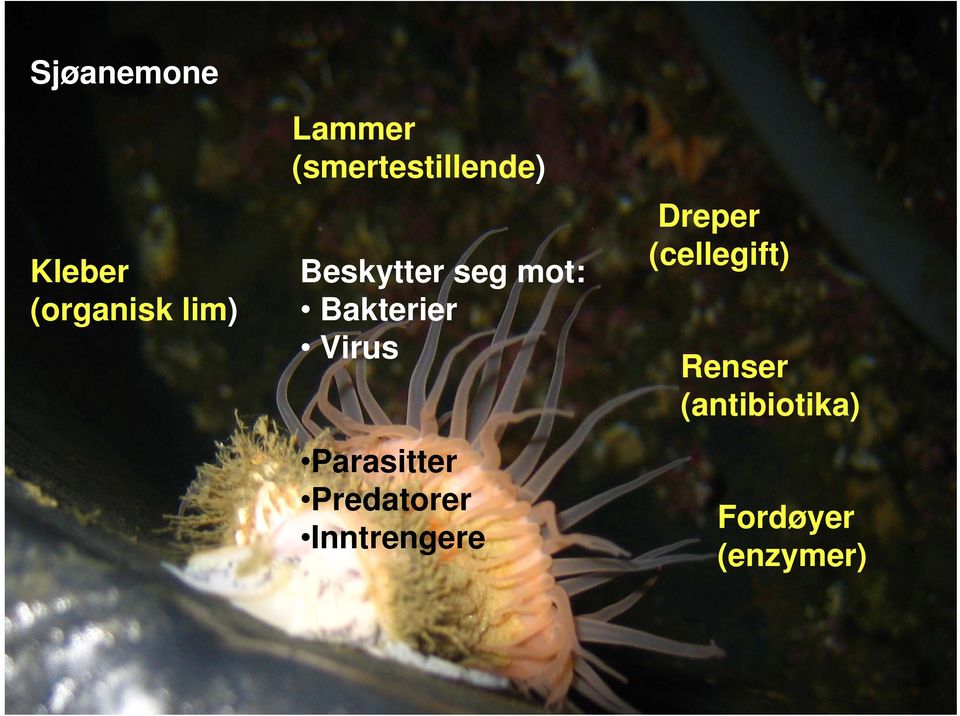 Virus Parasitter Predatorer Inntrengere Dreper