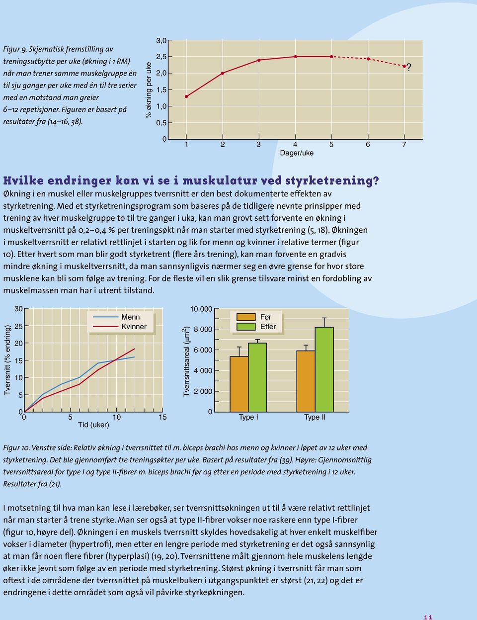 Figuren er basert på resultater fra (14 16, 38). Hvilke endringer kan vi se i muskulatur ved styrketrening?