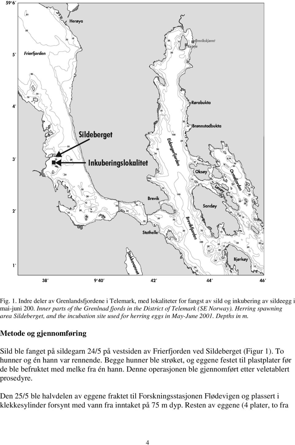 Metode og gjennomføring Sild ble fanget på sildegarn 24/5 på vestsiden av Frierfjorden ved Sildeberget (Figur 1). To hunner og én hann var rennende.