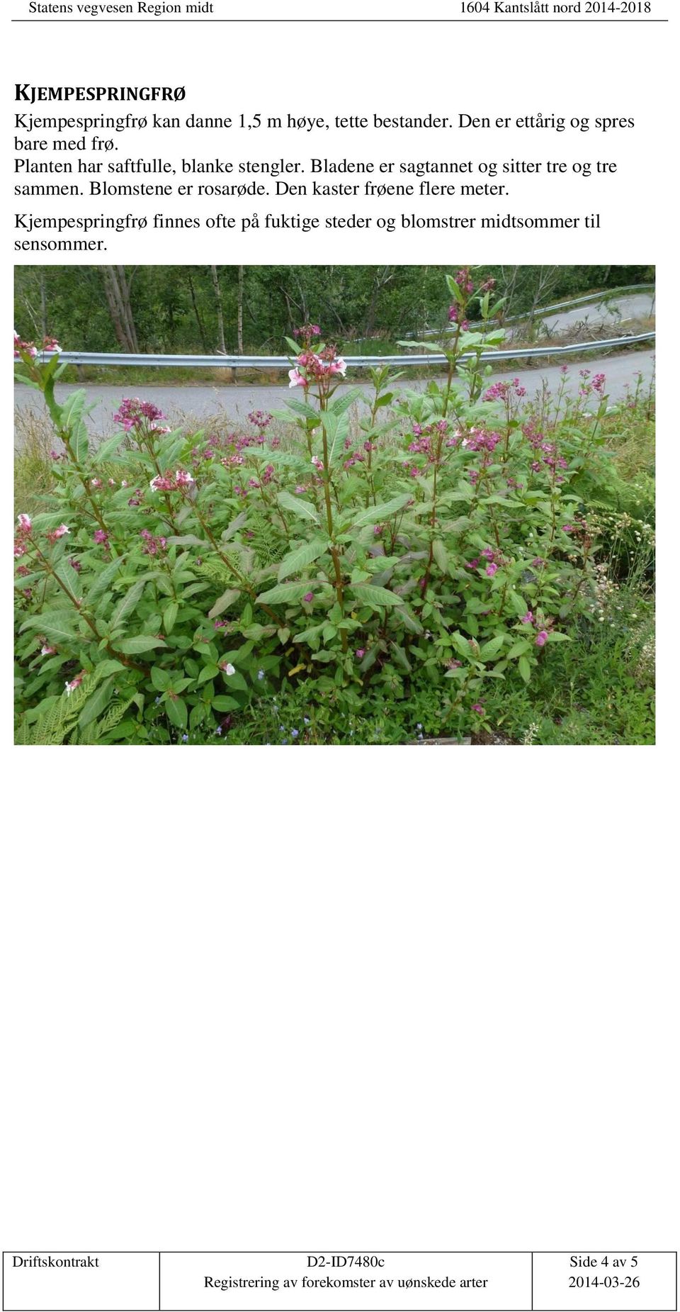 Bladene er sagtannet og sitter tre og tre sammen. Blomstene er rosarøde.