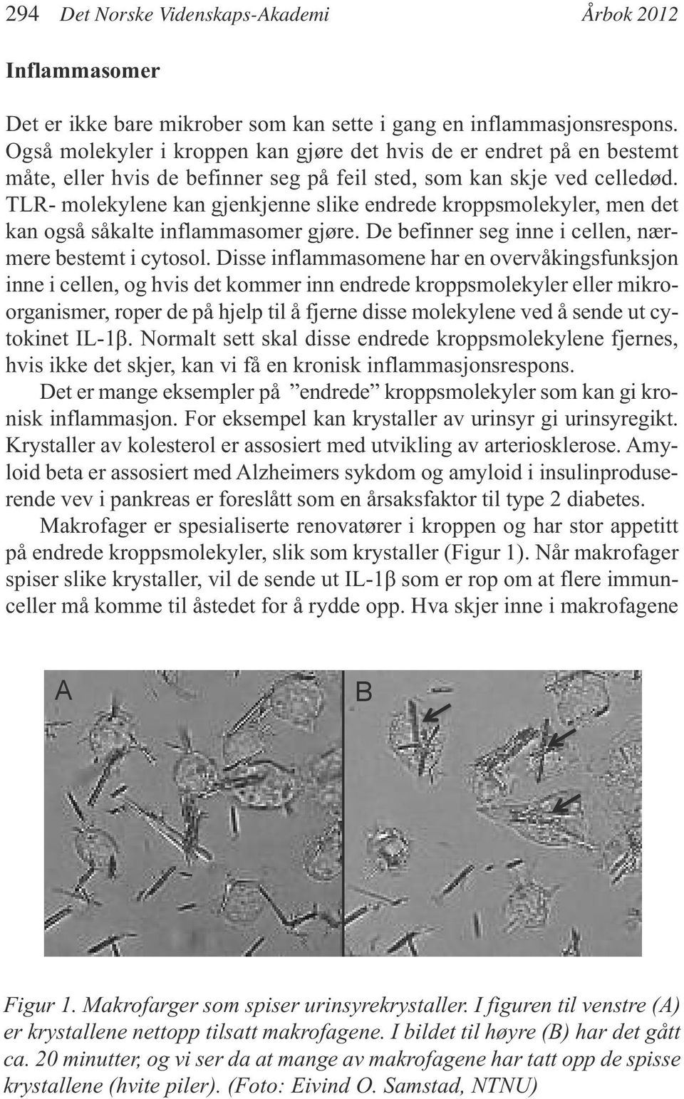 TLR- molekylene kan gjenkjenne slike endrede kroppsmolekyler, men det kan også såkalte inflammasomer gjøre. De befinner seg inne i cellen, nærmere bestemt i cytosol.