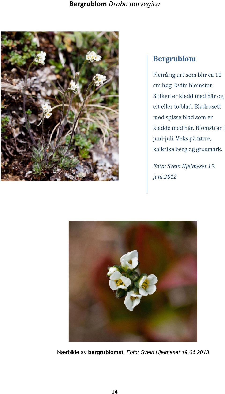 Bladrosett med spisse blad som er kledde med hår. Blomstrar i juni-juli.