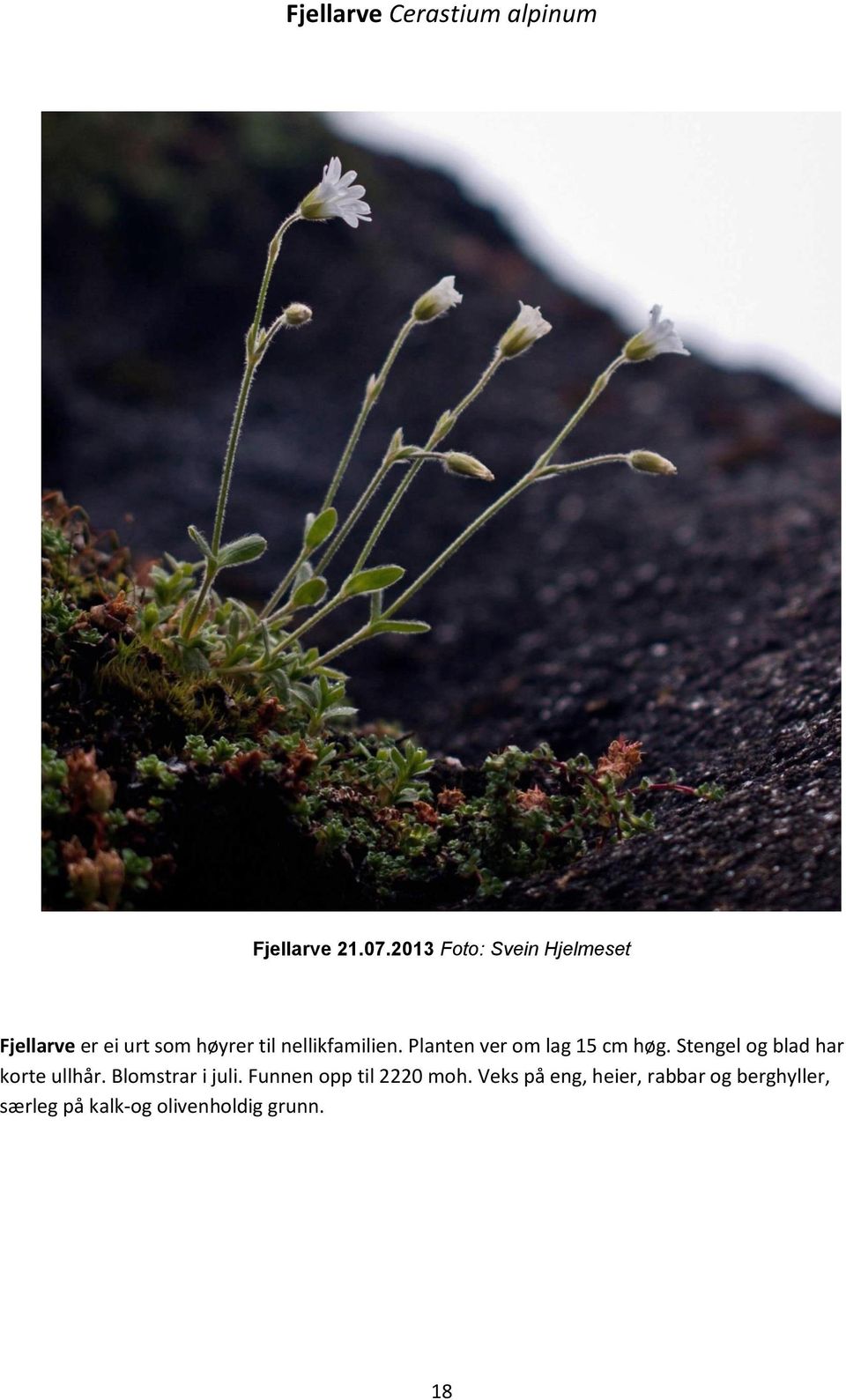 Planten ver om lag 15 cm høg. Stengel og blad har korte ullhår.