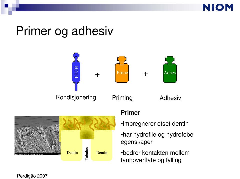 hydrofile og hydrofobe egenskaper Dentin Tubulus