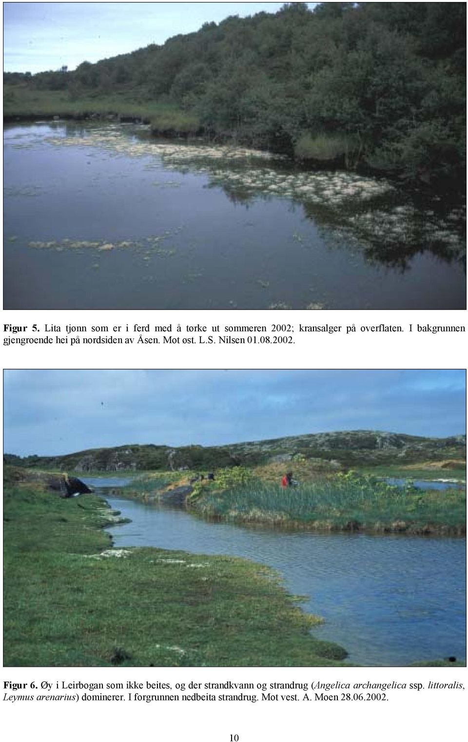 Øy i Leirbogan som ikke beites, og der strandkvann og strandrug (Angelica archangelica ssp.