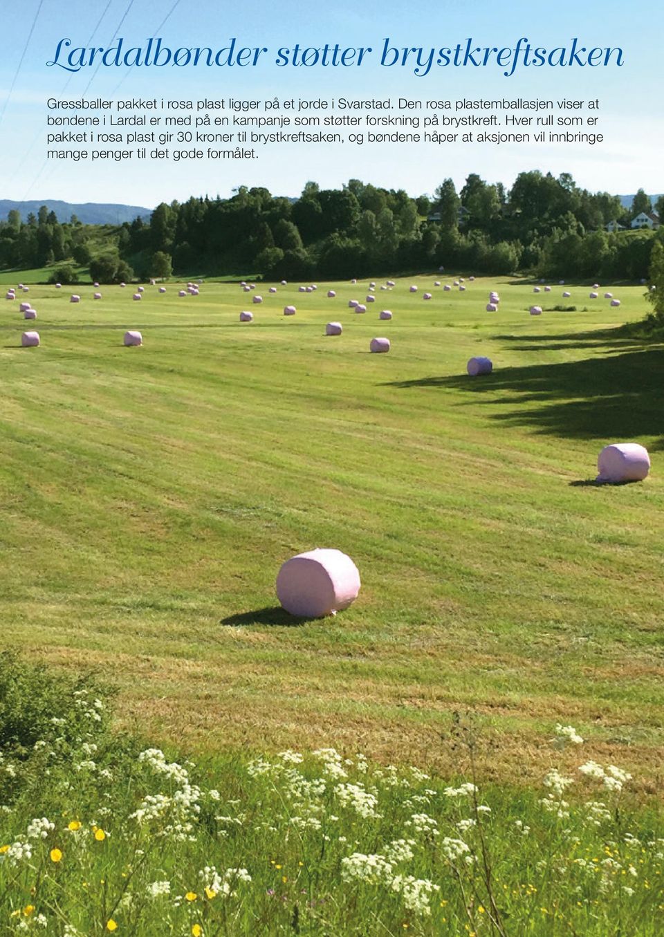 Den rosa plastemballasjen viser at bøndene i Lardal er med på en kampanje som støtter forskning