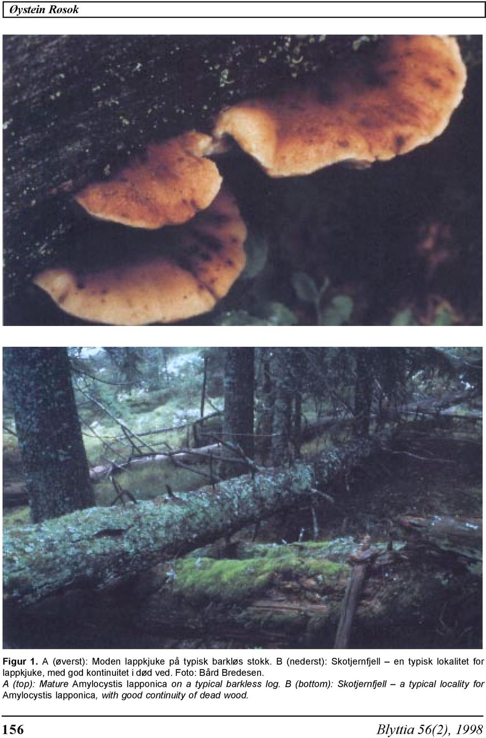 Foto: Bård Bredesen. A (top): Mature Amylocystis lapponica on a typical barkless log.