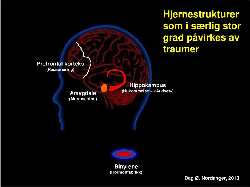 Amygdala (Alarmsentral) Hippokampus (Hukommelse