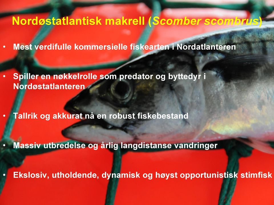 Nordøstatlanteren Tallrik og akkurat nå en robust fiskebestand Massiv utbredelse