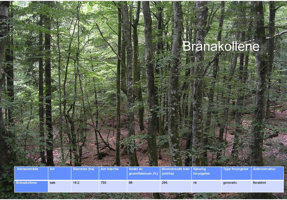 Blomstrende trær (ant/ha) Naturlig foryngelse Type