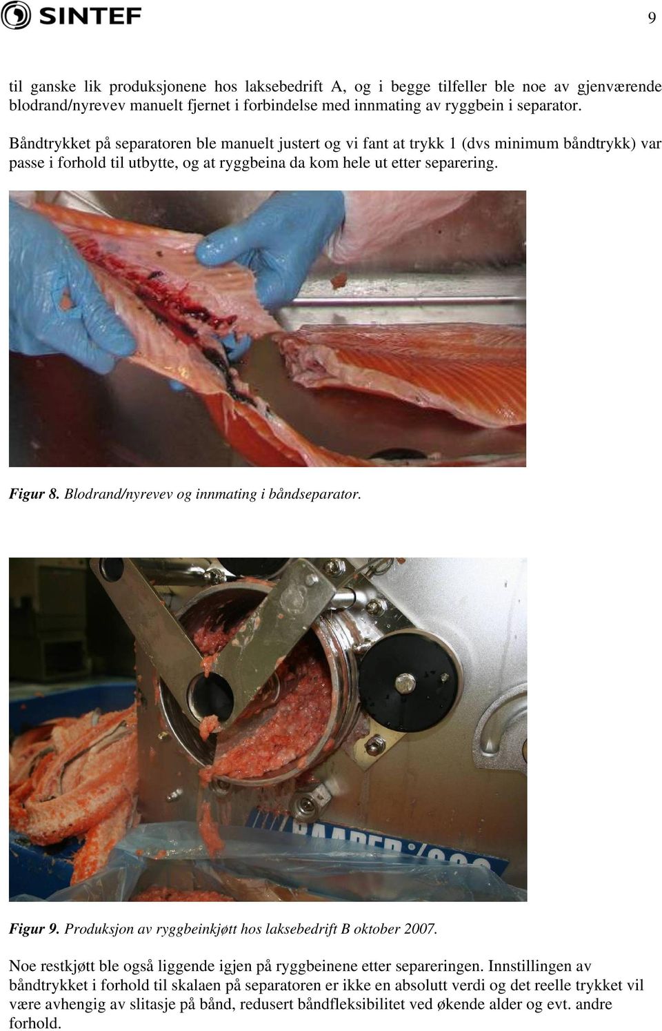 Blodrand/nyrevev og innmating i båndseparator. Figur 9. Produksjon av ryggbeinkjøtt hos laksebedrift B oktober 2007. Noe restkjøtt ble også liggende igjen på ryggbeinene etter separeringen.