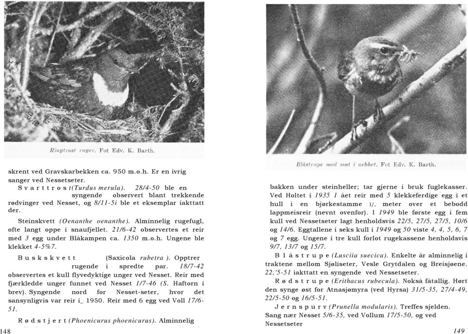 21/6-42 observertes et reir med 3 egg under Blåkampen ca. 1350 m.o.h. Ungene ble klekket 4-5%7. B u s k s k v e t t (Saxicola rubetra ). Opptrer rugende i spredte par.