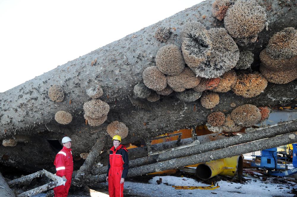 Corals and petroleum activity Pål