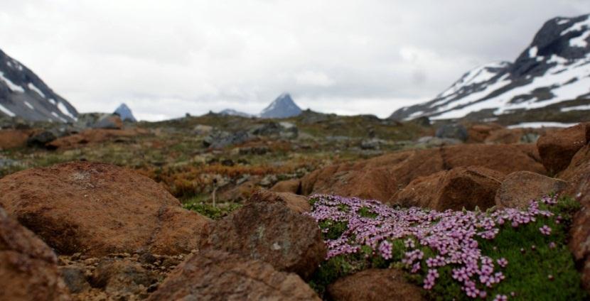 Naturvegleiingskurs for studentar ved Høgskulen i Sogndal har vore faste innslag i Avdalen kvar haust fram til 2010. Desse kursa er gjennomarbeida og har fått gode attendemeldingar.