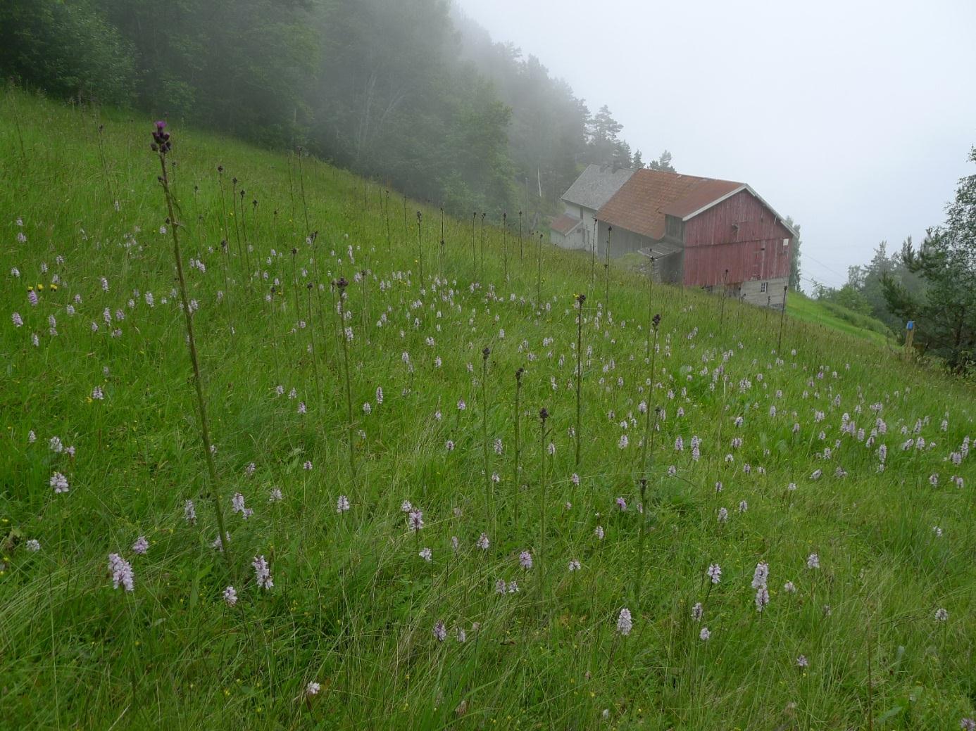 Vestlandet Skjøtselsplan for Klevberg slåttemark, Stranda kommune, Møre og Romsdal fylke FIRMANAVN OG ÅRSTALL: Dag Holtan, 2011.