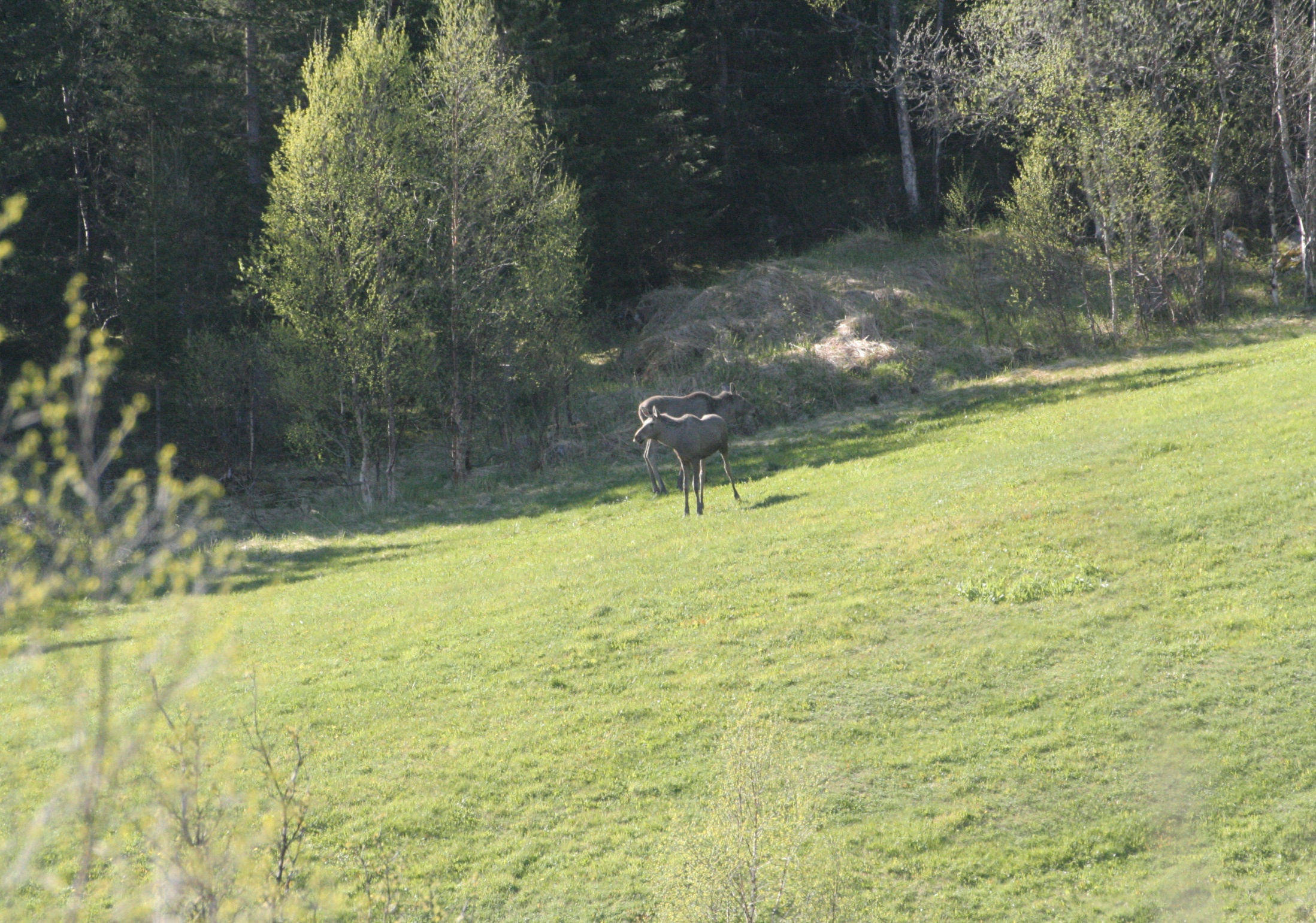 Prosjekt Utmark Bodø, Fauske, Saltdal,