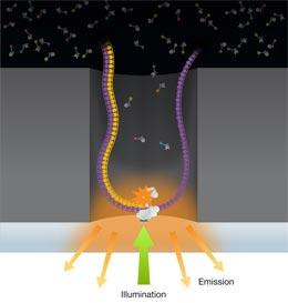 Dypsekvensering: Single molecule sequencing Pacific Biosciences Oxford Nanopore Dypsekvensering: