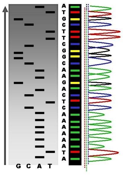DNA-analyser- «gammelmåten» MPZ, EGR2, LITAF, NEFL, PMP22, GJB1, MFN2, NEFL etc.