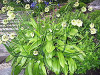 PLANTEARVEN-staude på nettet: Seiersløk- Allium