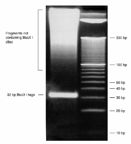 Genomic representations using concatenates of Type IIB restriction endonuclease digestion fragments. Tengs et al. Nucleic Acids Res. 2004 Aug 25;32(15):e121.