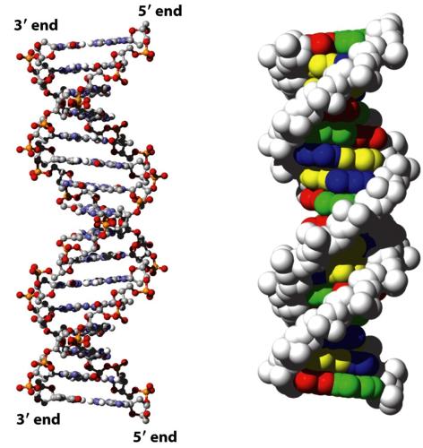 DNA har en struktur og et alfabet Består av en dobbeltspiral: to tråder DNA har et 4-bokstav alfabet: A, T, C, G To og to bokstaver holder