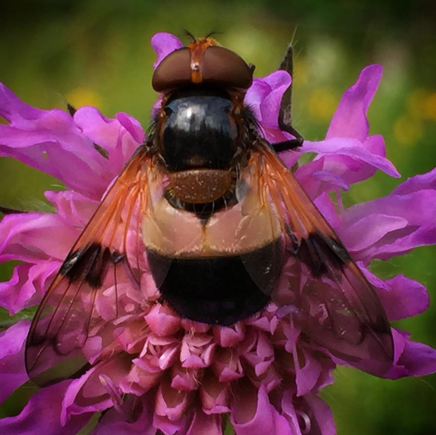 Tovinger Flest pollinerende arter Ca. 1000 arter Lite effektive?