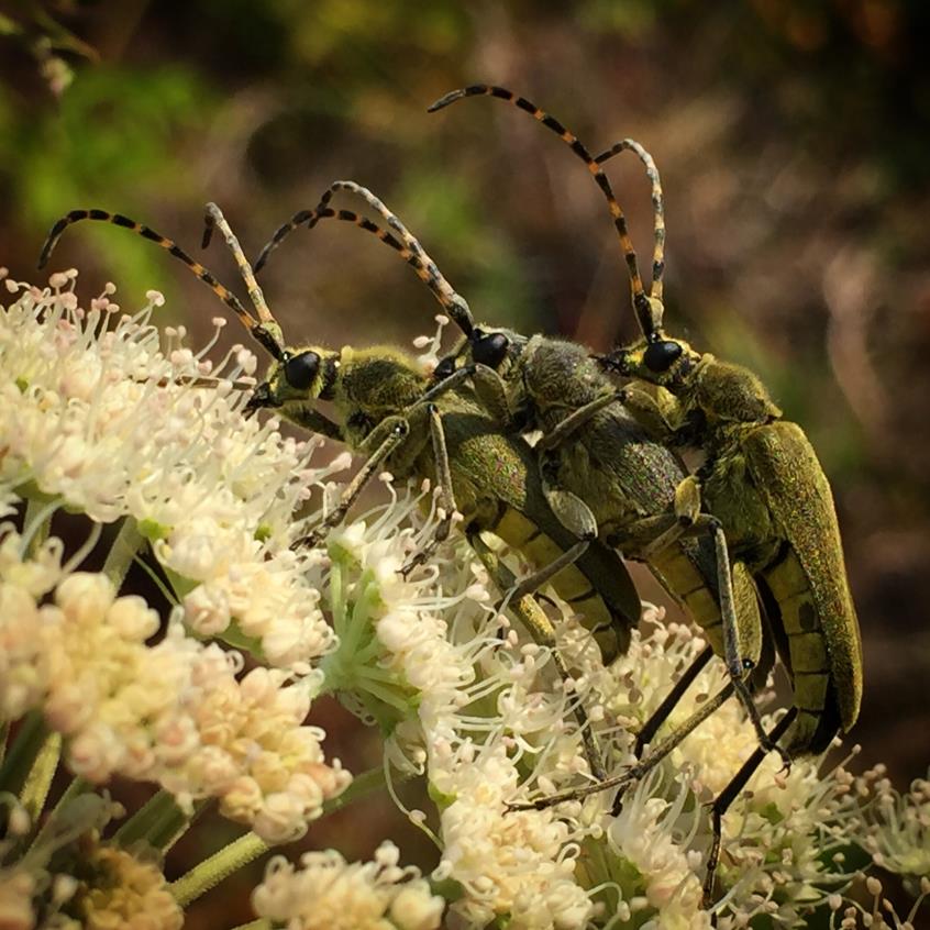 Hva gjør insektene i blomstene? De spiser, sanker, jakter, gjemmer seg, parer seg.,i det hele tatt det meste,.