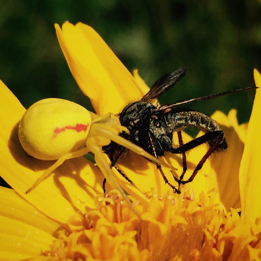 Pollinatoreffektivitet Insektegenskaper Adferd Morfologi (størrelse, vekt, behåring, struktur)