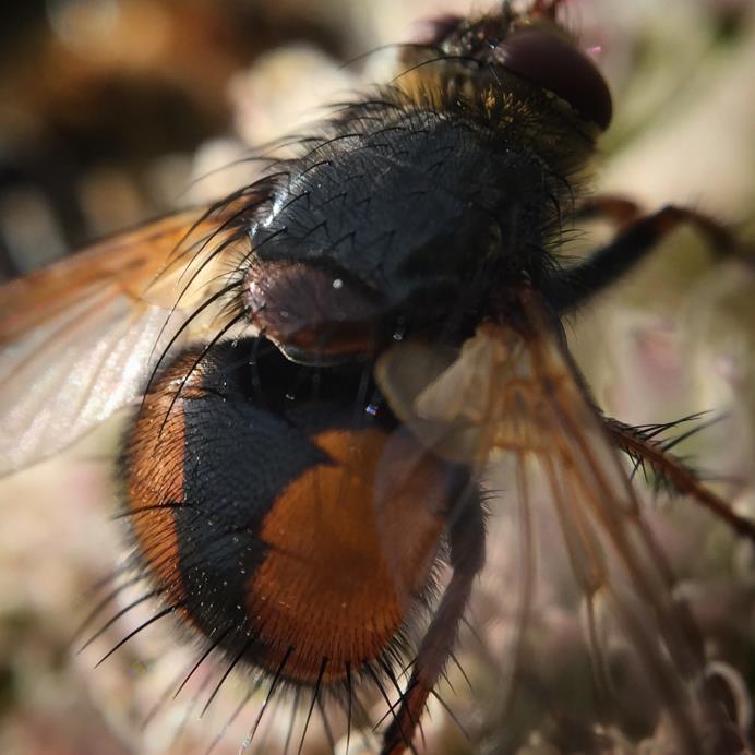 Kunnskapsstatus Rimelig god oversikt over hvilke arter som finnes i Norge når det gjelder de viktigste pollinatorene (50 % av artene) Store kunnskapshull bl.a. på tovinger (Diptera) Eksempel: Snyltefluer (Tachinidae) Ca.