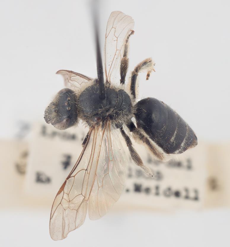 22 pollinerende arter utdødd fra Norge 5 biller, 1 planteveps, 16 broddveps Norge: 12 bier RE