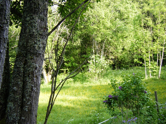 Denne dagen startet jeg prøveløpinga med å løpe veien 3,7 km til Hønefoten.