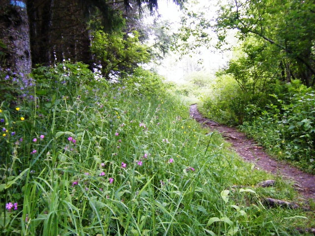 Øyungsdammen er flott, og ved stor vannføring er det bra fart i fossen som er starten på Skarselva. Her løper vi på nedsiden av demningen og tar til venstre og nordover på vannets østside.